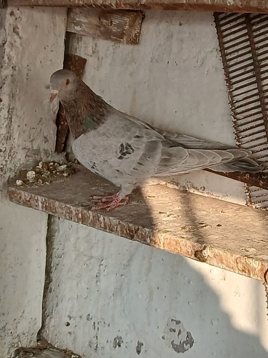 Продам бакинские голуби