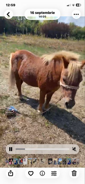 Ponei de 6 ani foarte cuminte