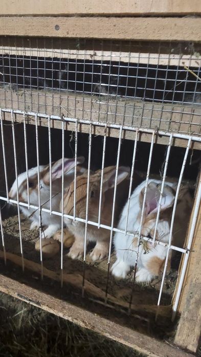 Vând 5 iepuri cu cuști!