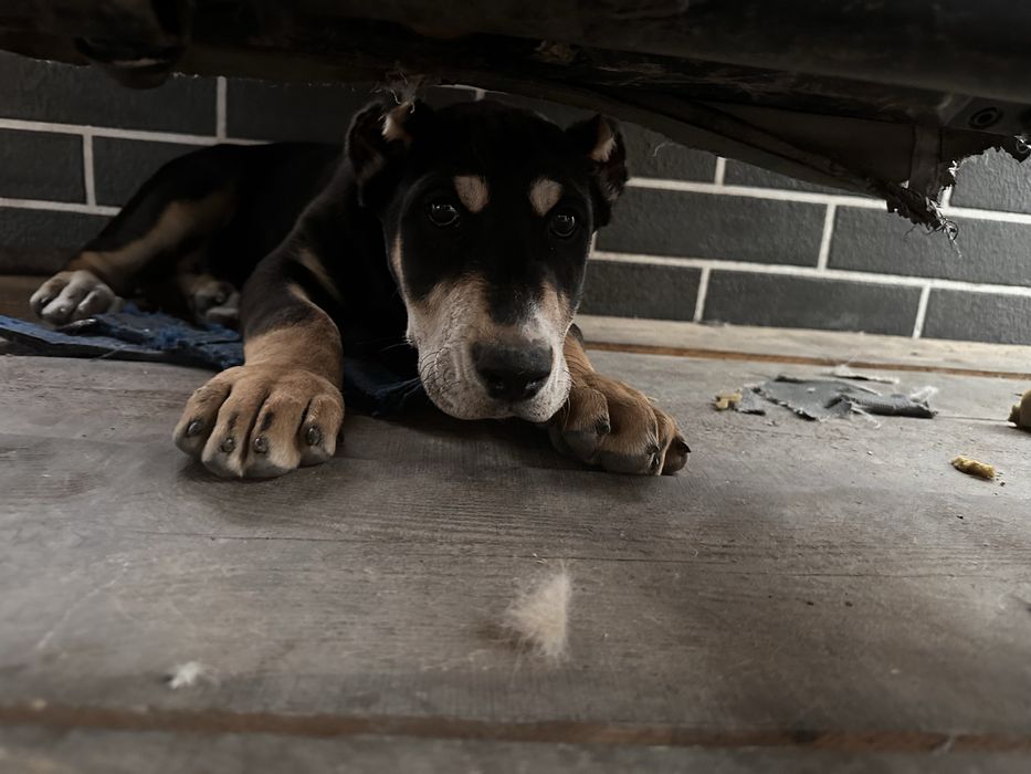 Щенки алабая 3 месячные  крупные