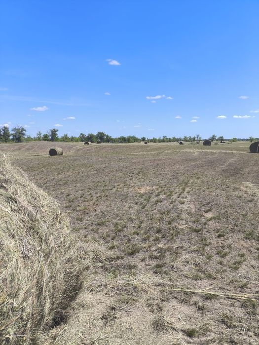 Продам сено в рулонах