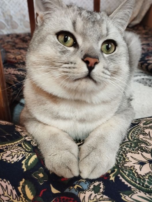 Серебристый шиншилла тозза, эркак,  цена 100$