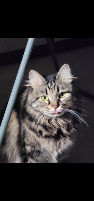 ПРОПАЛА КОШКА г.НАВОИ mushuk yo‘qolgan.