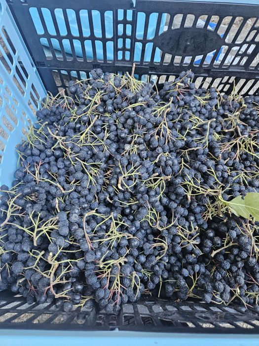 Vând aronia 25 lei kg