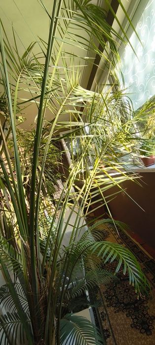 Финиковая пальма 250тыс