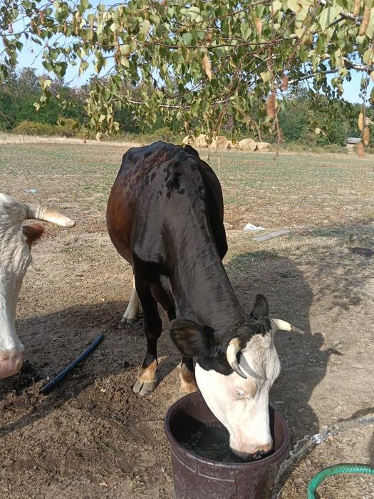 De vânzare vaca tânără și  bună de lapte
