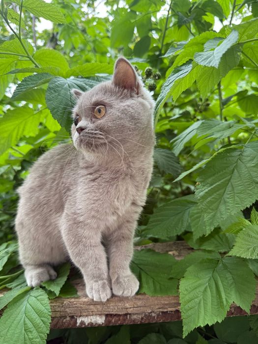 Кошка скоттиш страйт