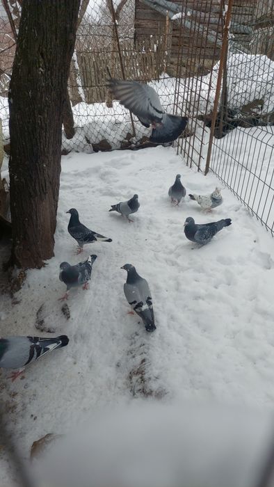 Vând porumbei voiajori