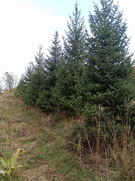 Продается ёлки таньшаньские европейские
