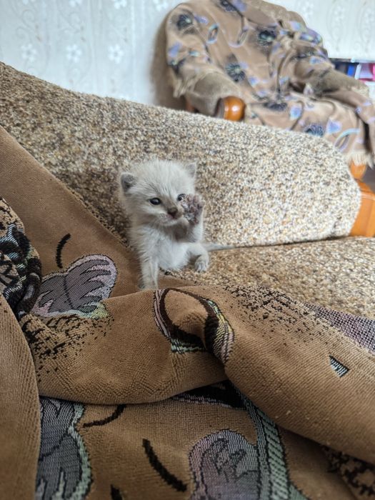 Отдам котенка девочку
