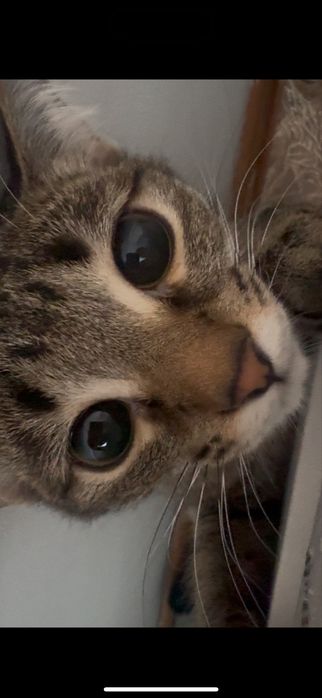 Кошка даром,1 годик