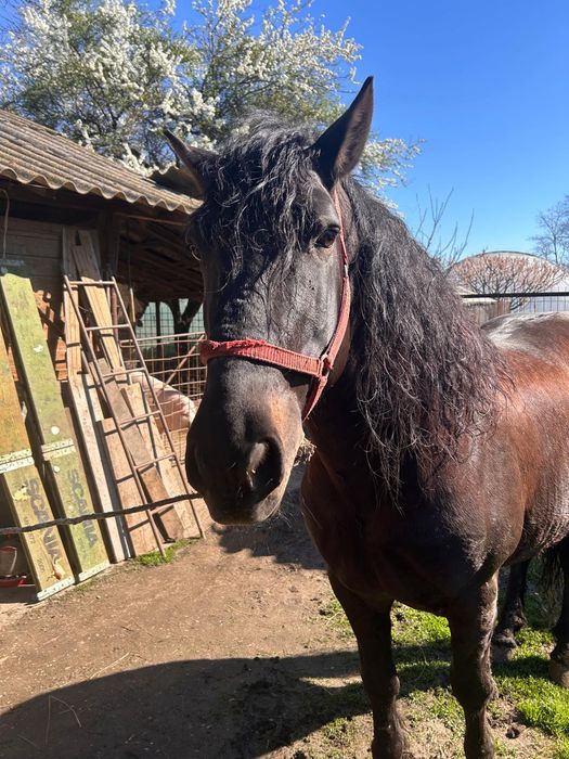 Armăsar semi-greu, 11 ani, îngrijit si vaccinat