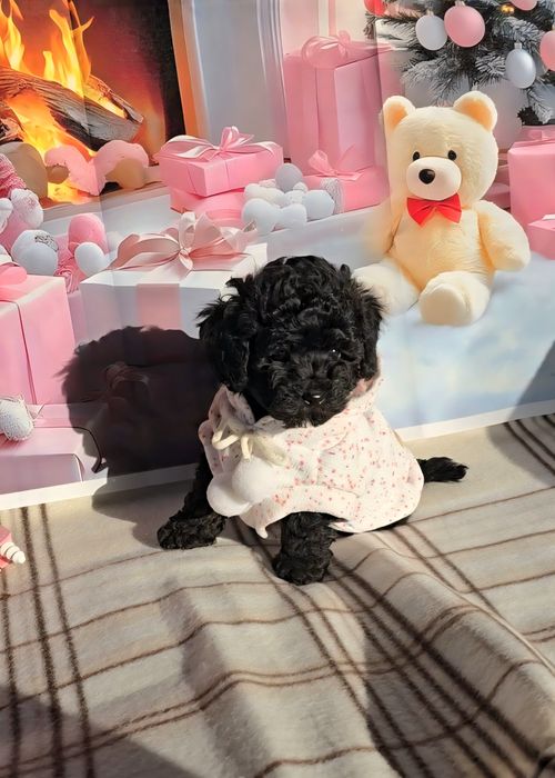 !РЕЗЕРВИРАНО!Мини пудел с родословие- 5 поколения назад