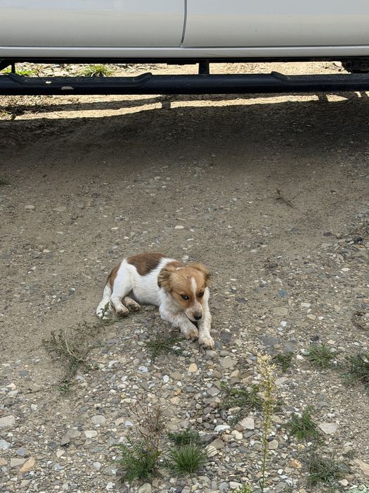 Caței abandonați