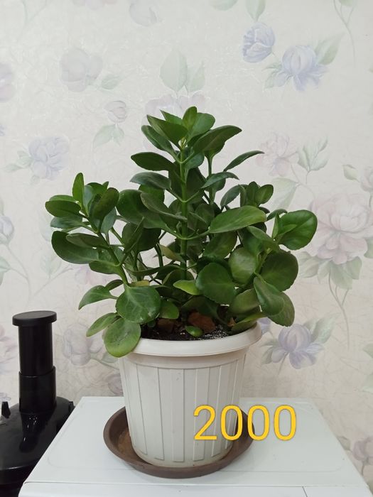 үй гүлдерін сатамын