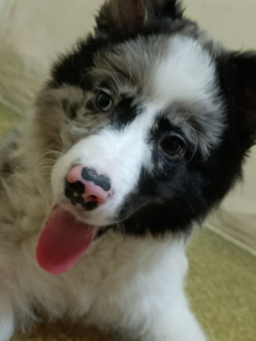 Продам щенка в добрые руки