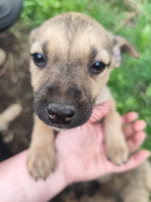 Щенок девочка ищет себе семью