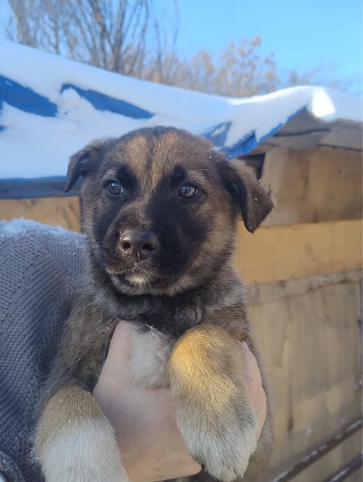 Отдам щенков в добрые руки