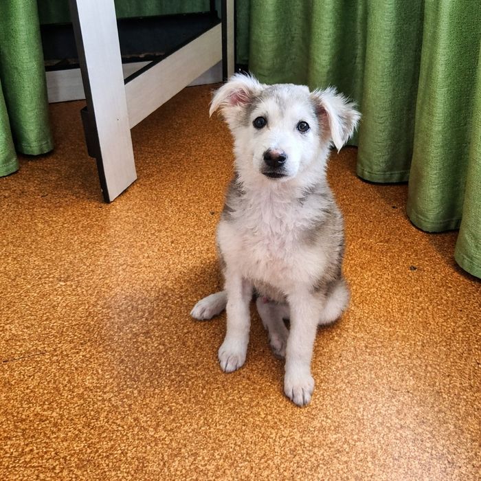 Щенок в поисках дома.