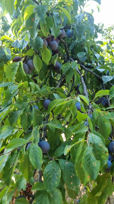 Prune pentru țuică Goldane