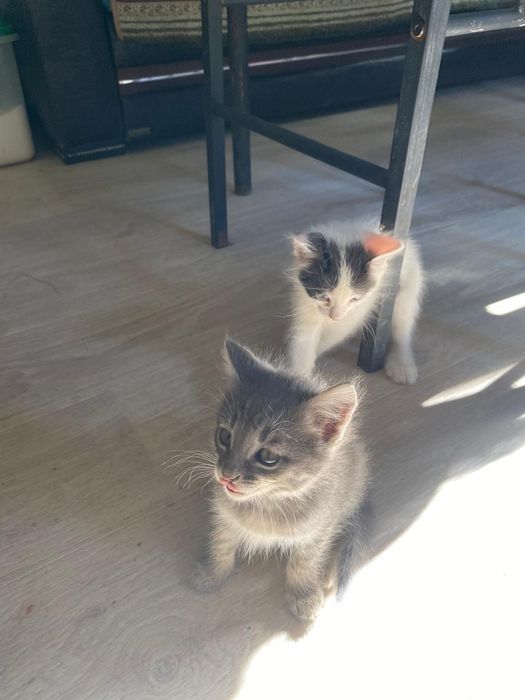 Бесплатно котята срочно