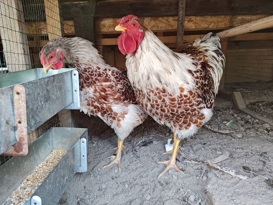 Виандот 1+1 сотилади.