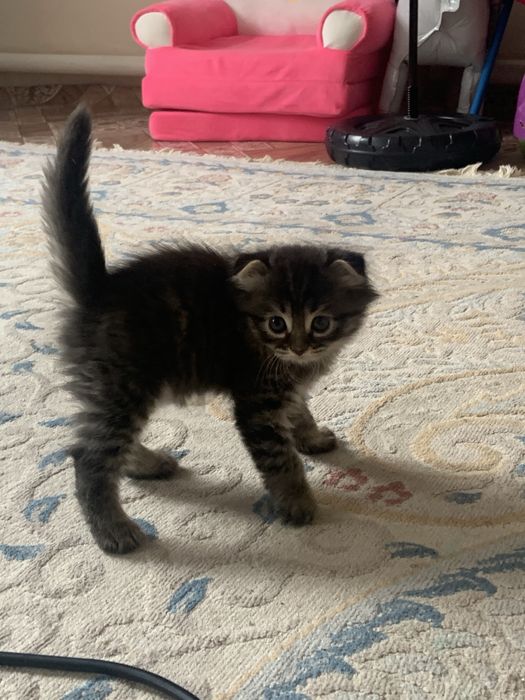 Продам котенку вислоухо