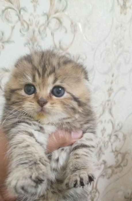 Золотые шиншилла мальчик и девочка