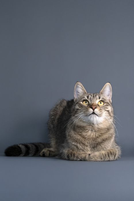 Кошечка Мыша ищет дом