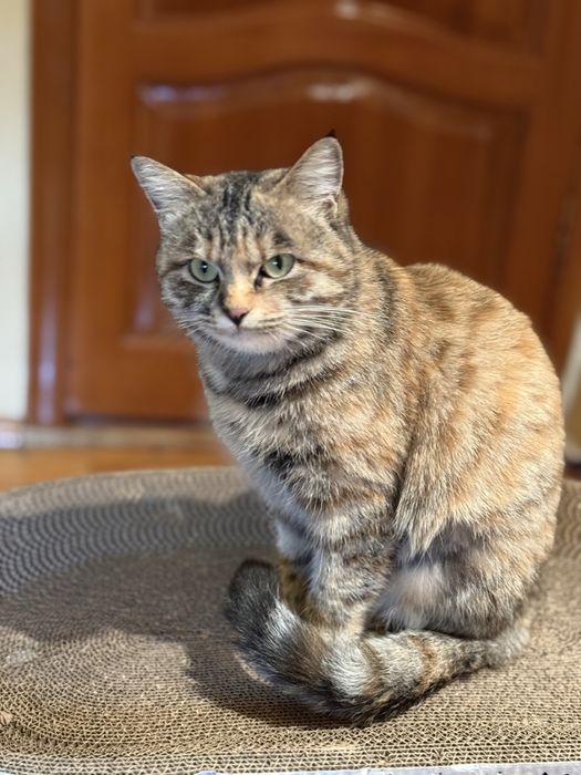 Кошечка в добрые руки