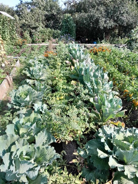 Продам дачу в обществе Парус