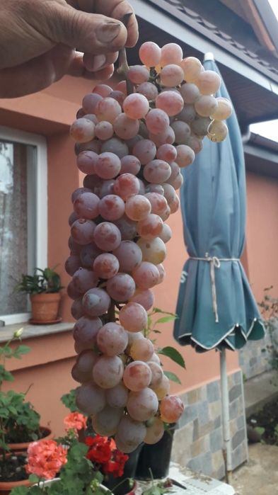 Toaletare pomi fructiferi, trandafiri și vie.