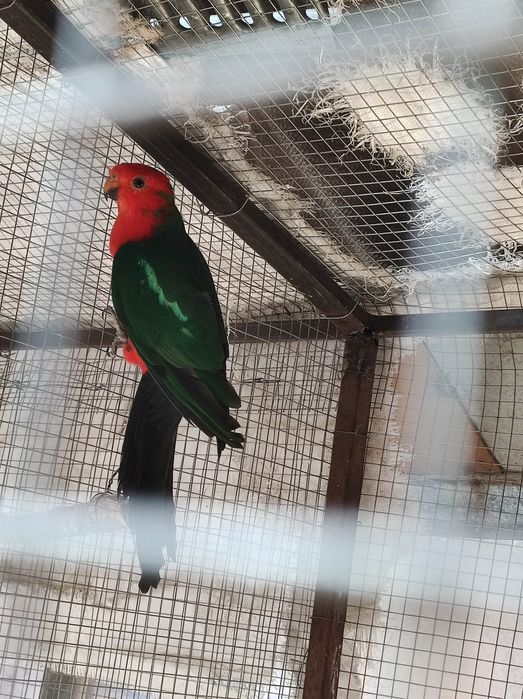 Papagal Rege Australian