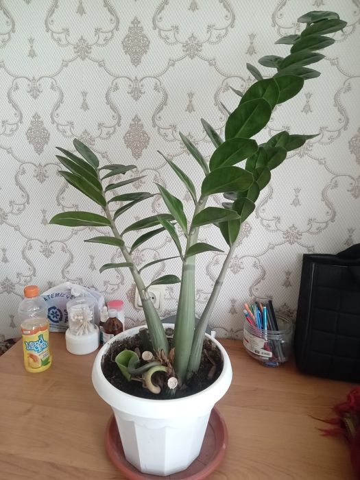 Доллоровое дерево