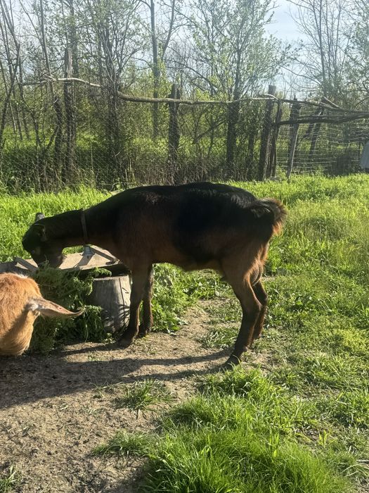 Capre de rasa  de vanzare