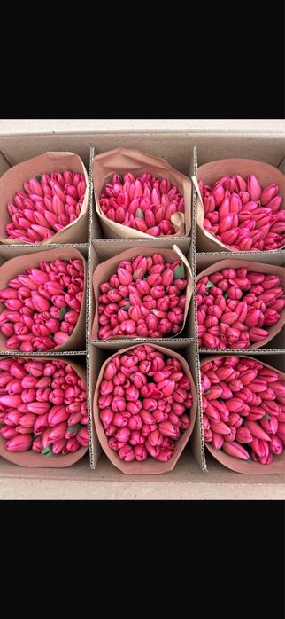 Тюльпаны по 700-800 тг