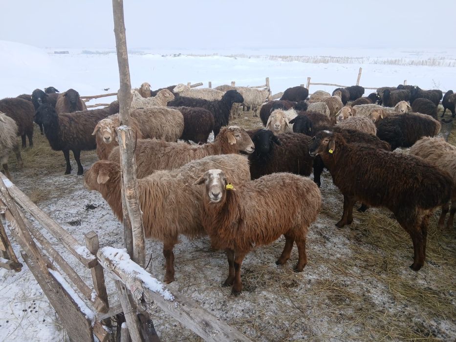 Қозылы қойлар, ешкі лақтарымен сатылады