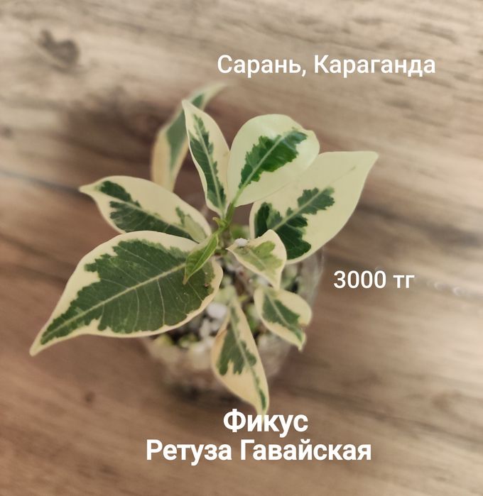 Фикус разный ...