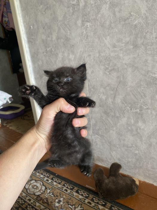 Отдам в хорошие руки