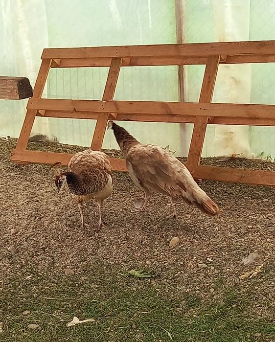 Femelă matură de paun Violet