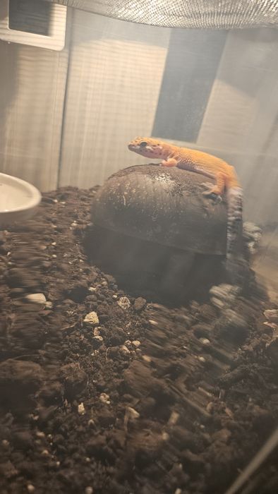 леопардовый гекко