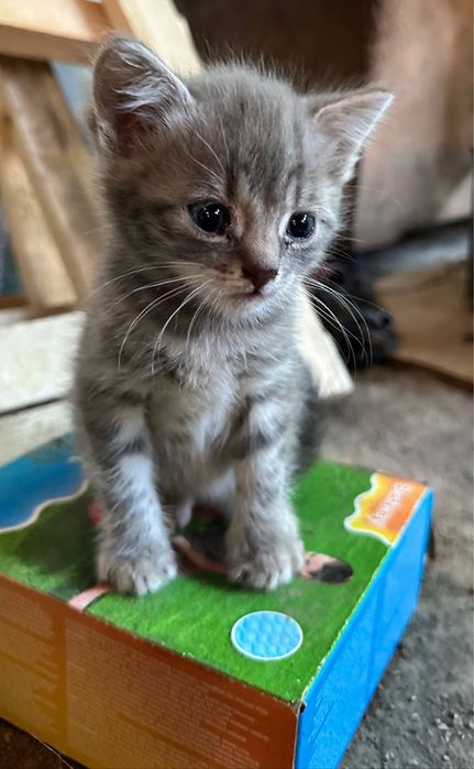 Отдам котят………….