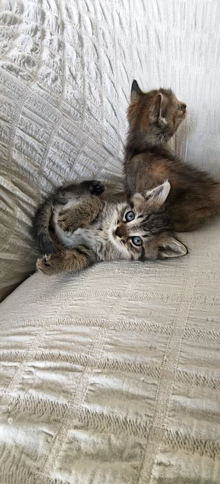 Котята в доброе руки