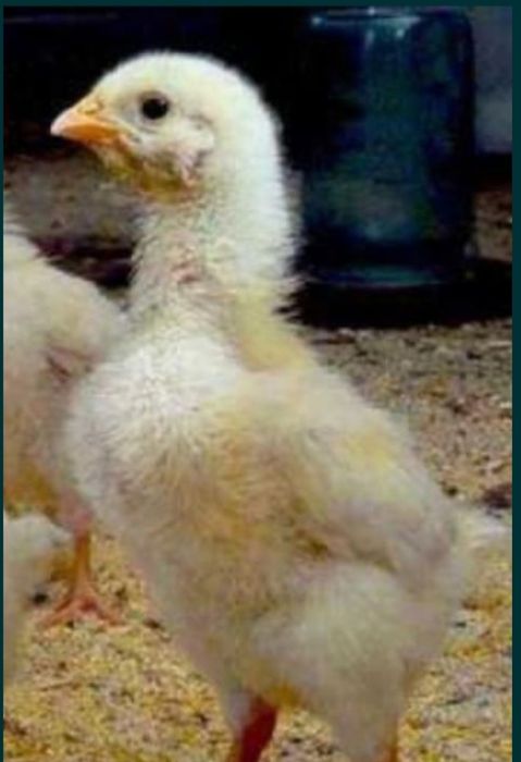 Коб 500 бройлер балапаны сатылады