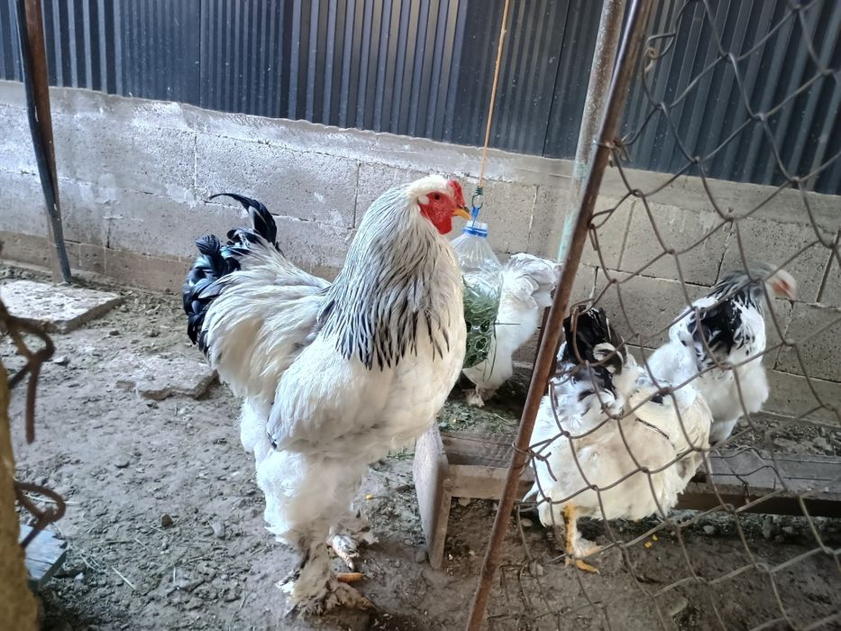 Puișori brahma herminat