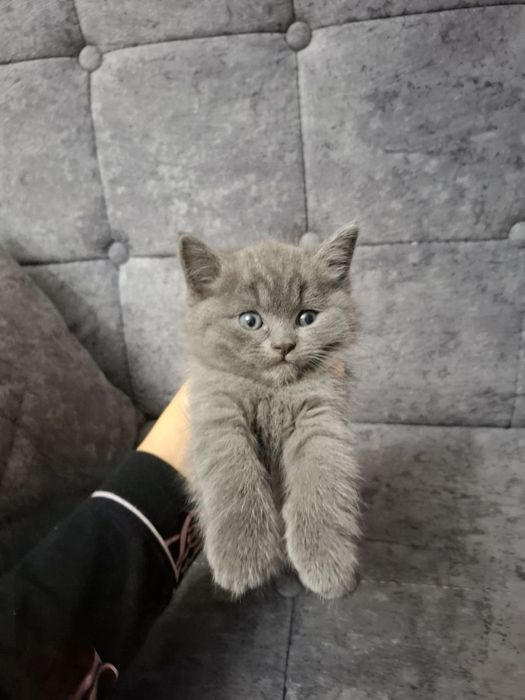 Продам котят скотиш страйт