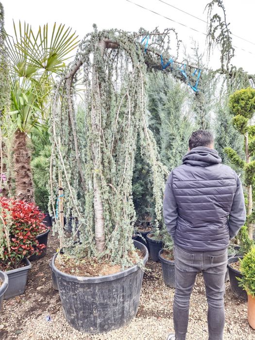 Cedru pendular calitate extra