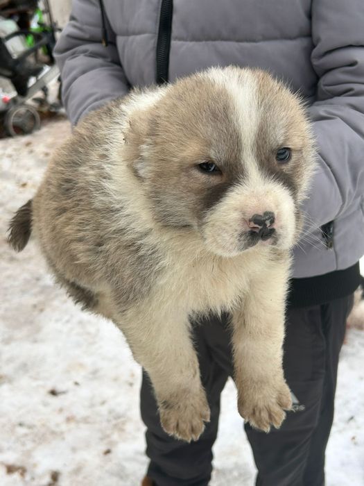 Продам щенков алабая