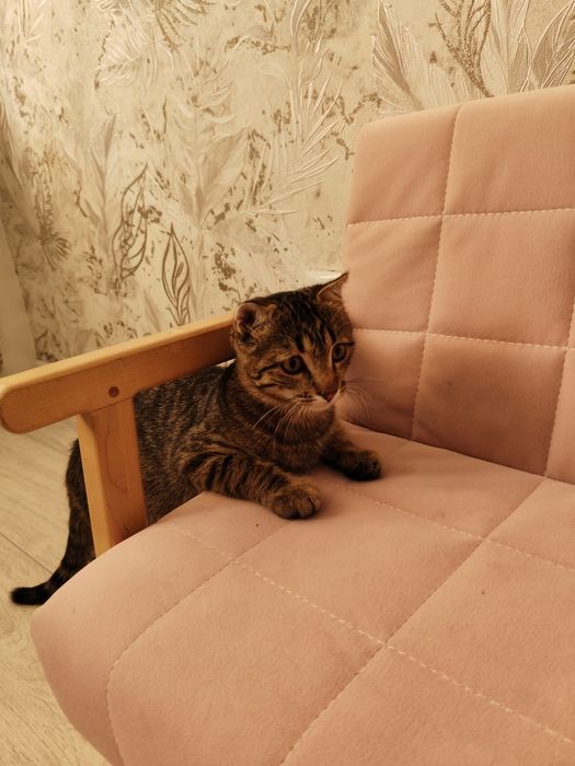Котёнок шотландский висло-ухи
