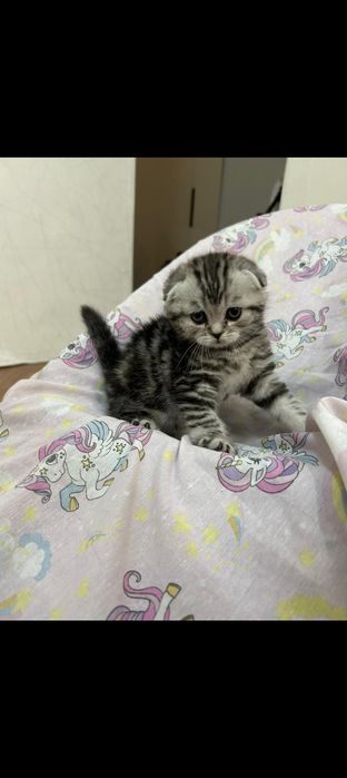 Продам отличных шотландских котят.